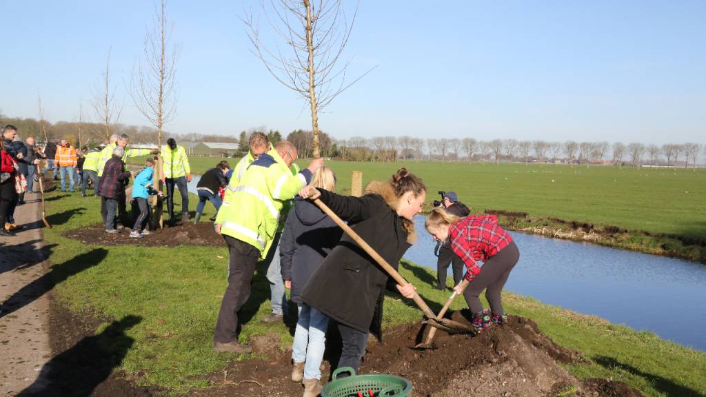 110 Bomen geplant langs de Noordervesting in Edam - Nieuw-Volendam