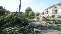 Drie grote bomen snel gekapt na de storm