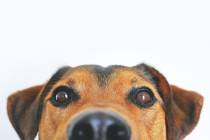 5 Redenen om Hondenpoep altijd op te ruimen