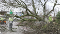 Veel bomen omgewaaid in Edam-Volendam