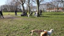 Hondenverzamelpunt in het Boelenspark