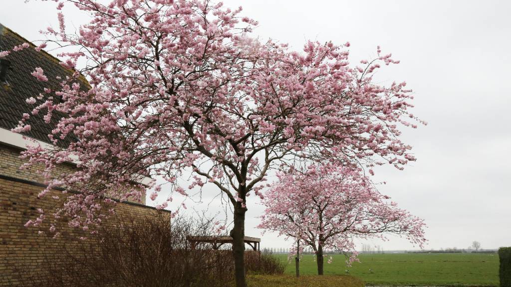 Varen Marxistisch paraplu Bloesems aan de bomen staan volop in bloei | Nieuw-volendam.nl