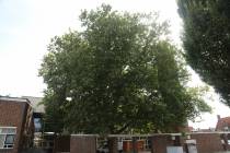 Grootste boom in Volendam
