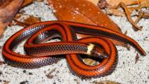 Nieuw slangensoort ontdekt in Volendam